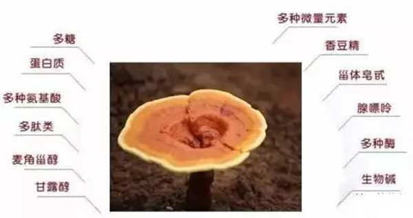 銀川伊百盛生物工程有限公司